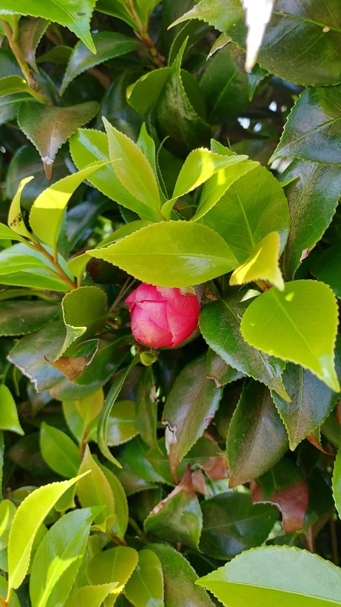 Retiro Das Camelias 1 Lajes das Flores ภายนอก รูปภาพ