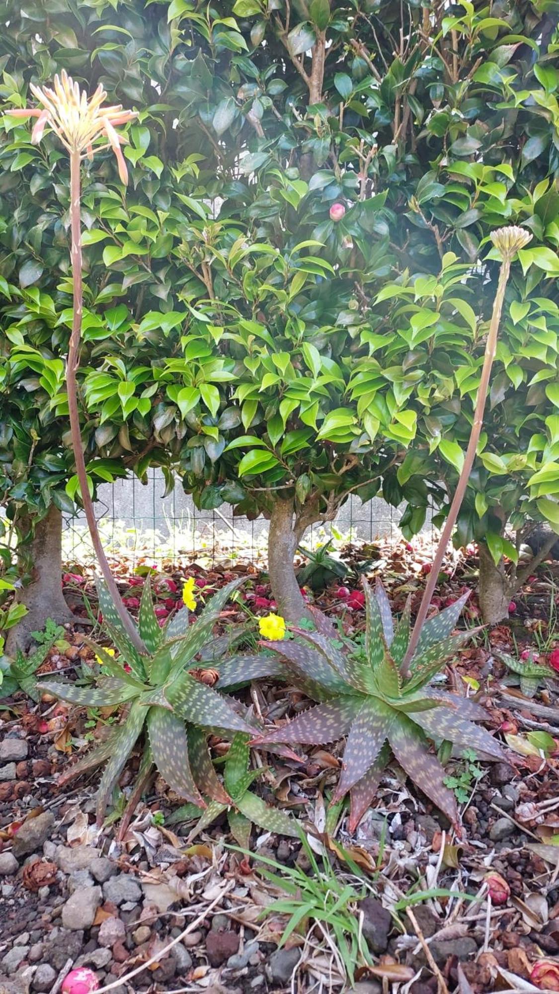 Retiro Das Camelias 1 Lajes das Flores ภายนอก รูปภาพ
